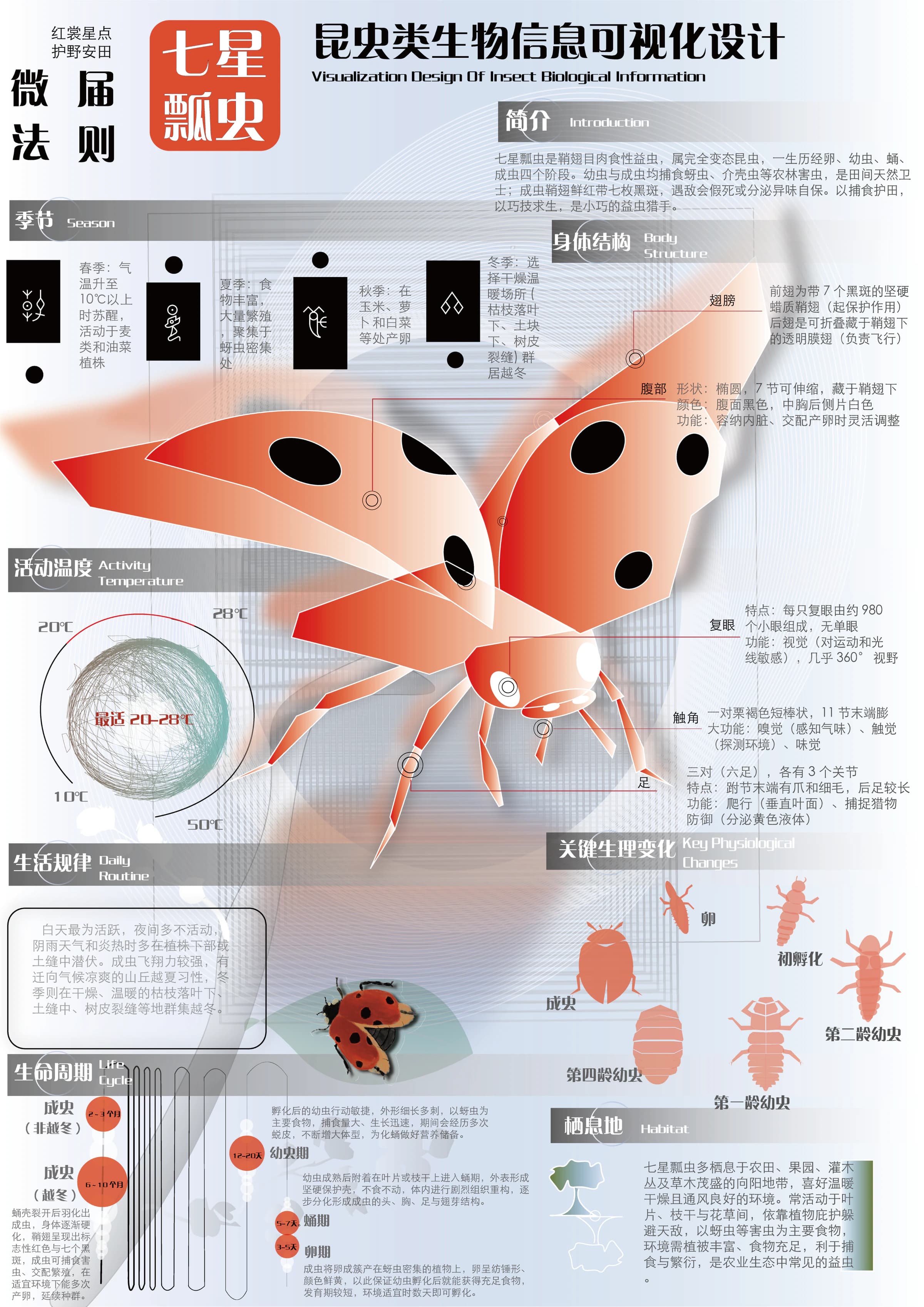 昆虫信息可视化:红色七星瓢虫的结构与生态信息海报